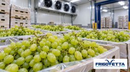 Grape Cold Storage