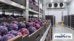 Cherry and Stone Fruit Storage