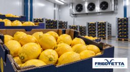 Citrus Fruit Storage