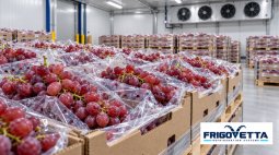 Grape Cold Storage