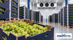 Grape Cold Storage