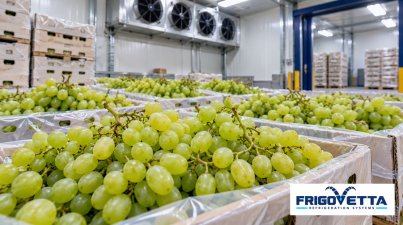 Grape Cold Storage